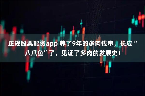 正规股票配资app 养了9年的多肉钱串，长成“八爪鱼”了，见证了多肉的发展史！